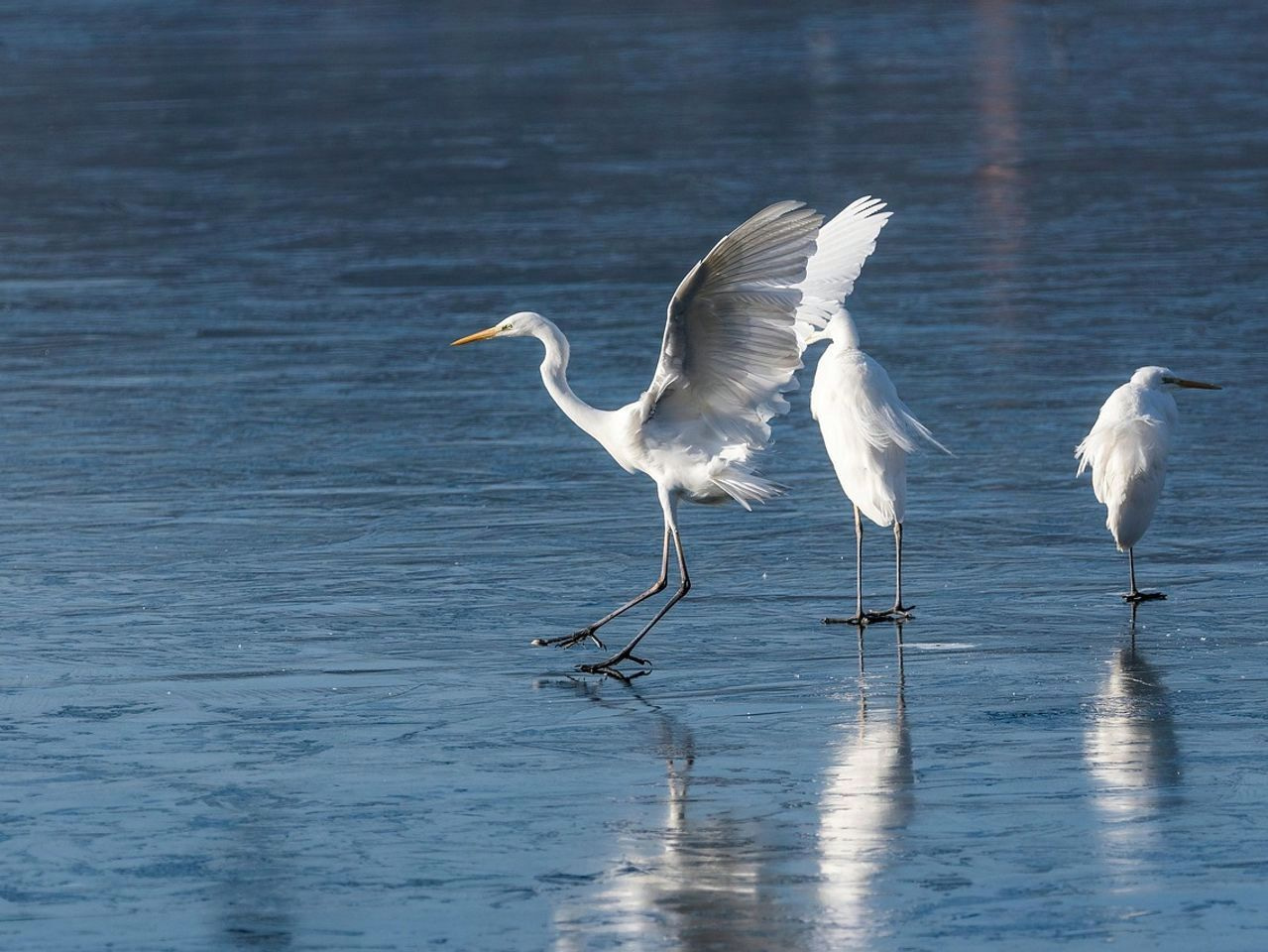 Trilha na neve até o ponto de pesca no gelo